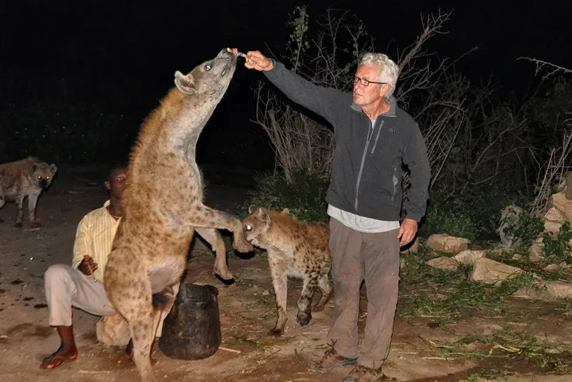 It Destroys Natural Behavior and Creates Dangerous Dependency (Wild Hyena Feeding, CC BY-SA 2.0)
