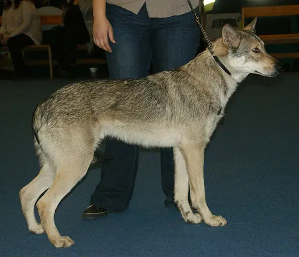 4. Saarloos Wolfdog: Born From a Vision (By Canarian, CC BY-SA 4.0)