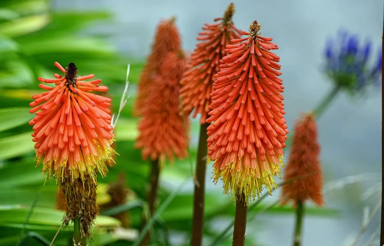 #1 &ndash; Red Hot Poker: The Unexpected Torch That Seals the Comeback (Image Credits: Pixabay)