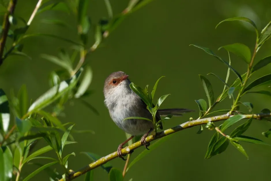What this means if you spot it in your own backyard (Image Credits: Pexels)