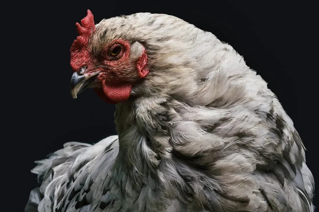 #14 - Chickens (Image Credits: Unsplash)