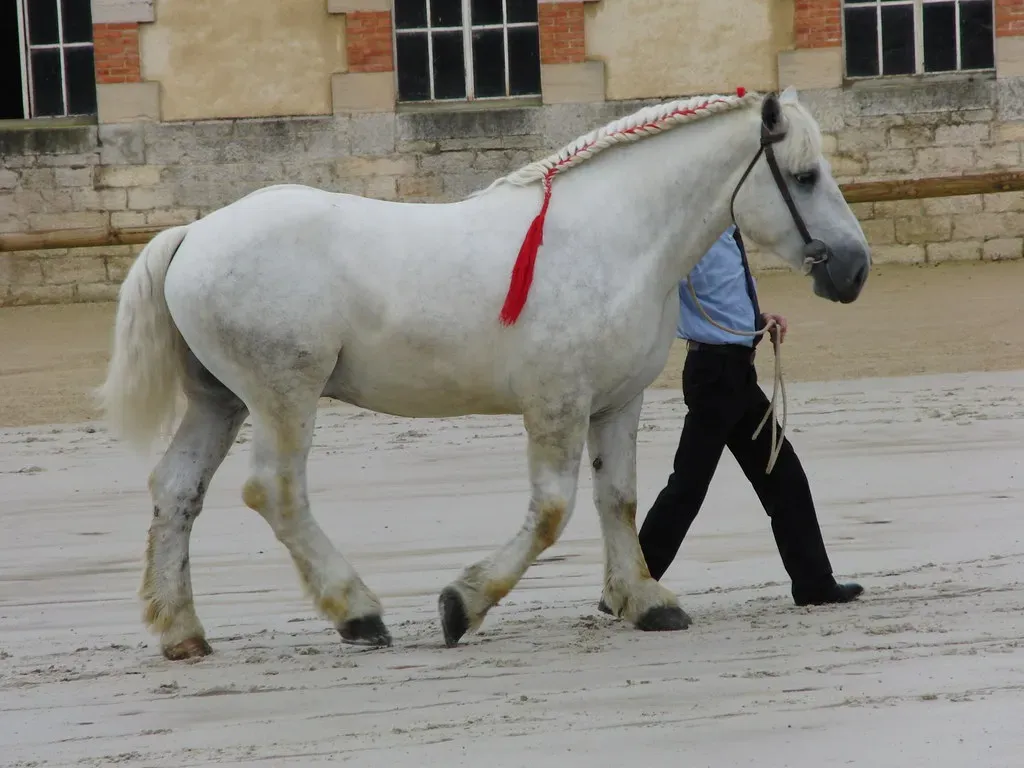 #12 - Percheron (Eponimm, Flickr, CC BY 2.0)