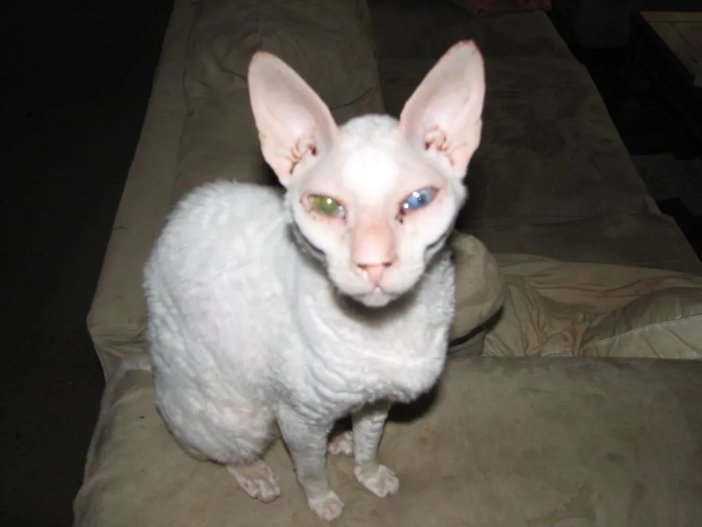#4 - Cats With Unusual Markings or "Ugly" Faces (PJLewis, Flickr, CC BY 2.0)