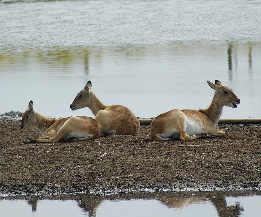 Kafue Flats, Zambia (richmal, Flickr, CC BY 2.0)