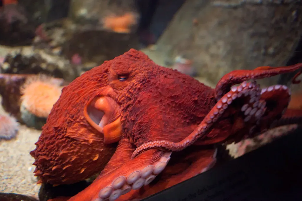 9. The Giant Pacific Octopus: The Heavyweight Champion of the Cephalopod World (Matt Biddulph, Flickr, CC BY-SA 2.0)