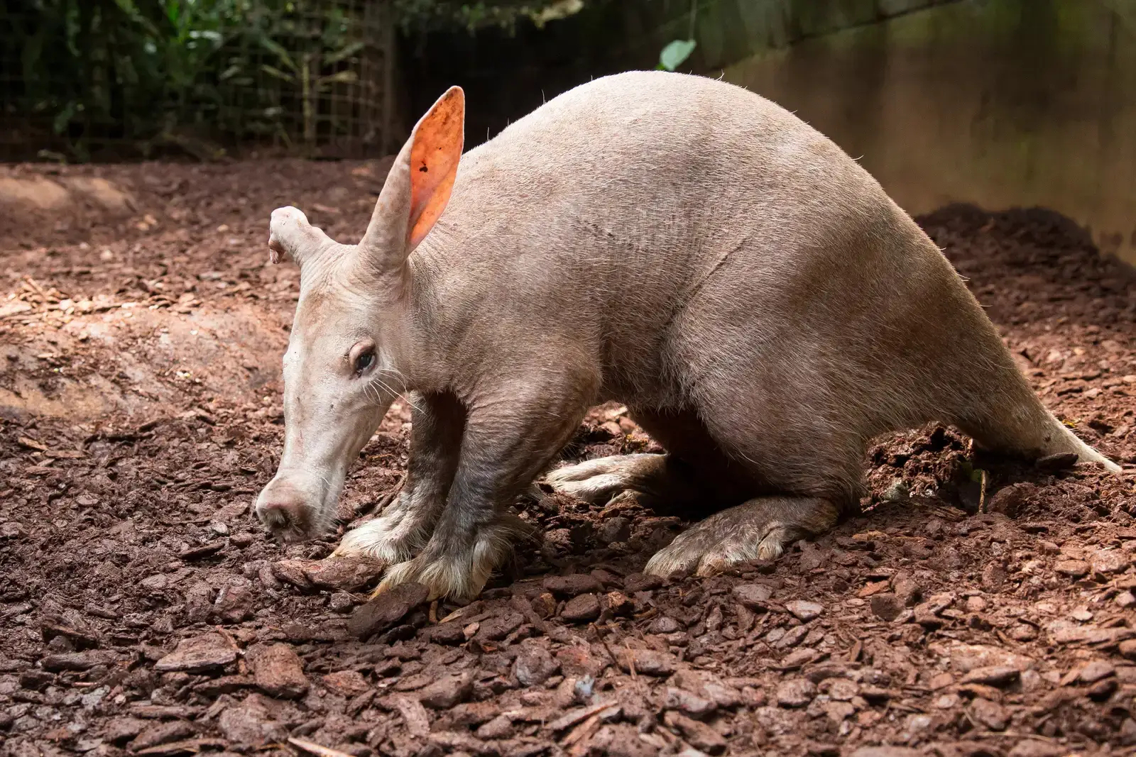 5. It Can Dig a Hole Faster Than You Can Grab a Shovel (Image Credits: Wikimedia)