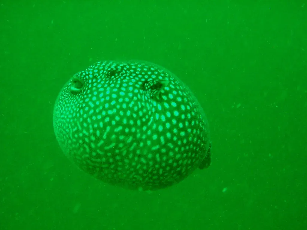 Pufferfish: Inflating Into a Spiky Balloon of Death (Image Credits: Flickr)