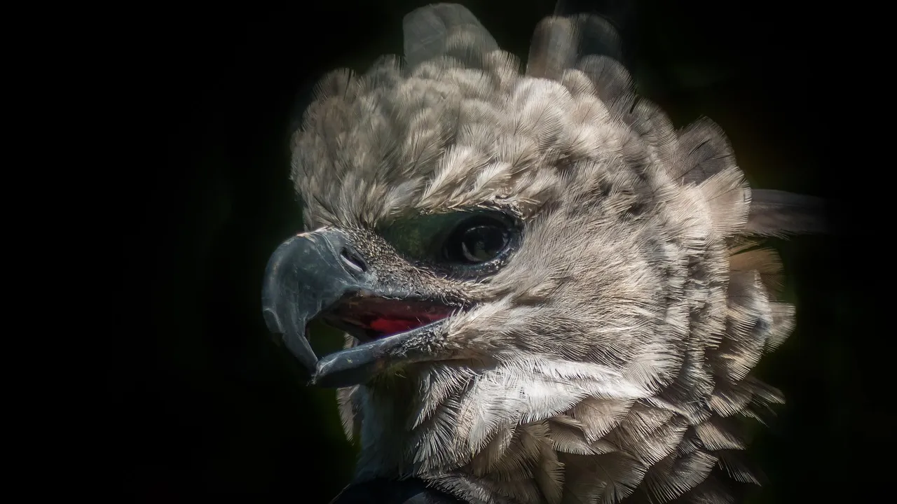 The Harpy Eagle: Arboreal Heavyweight Built for Monkey Ambush (Image Credits: Pixabay)