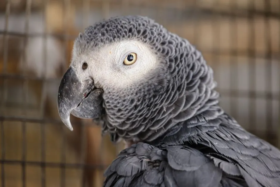#13 - African Grey Parrots: The One-Person Genius That Grieves (Image Credits: Pexels)
