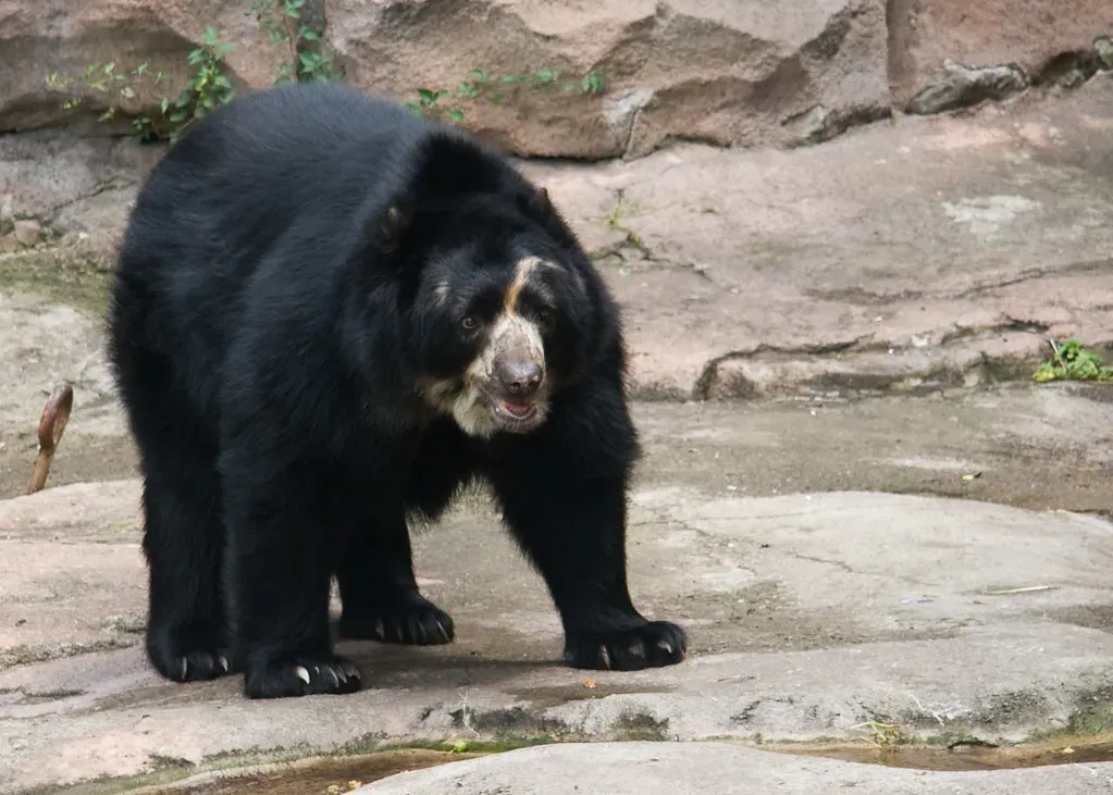 7. Pennsylvania: Bears in Your Backyard (Jason Pratt, Flickr, CC BY 2.0)