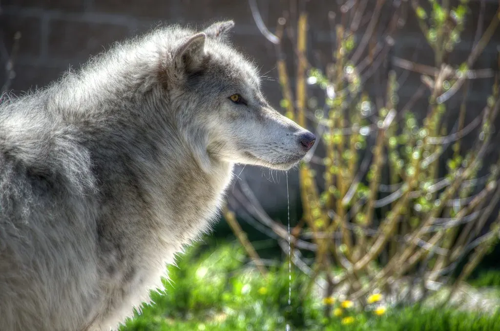 Conclusion: A Beacon of Hope for Conservation (Image Credits: Flickr)