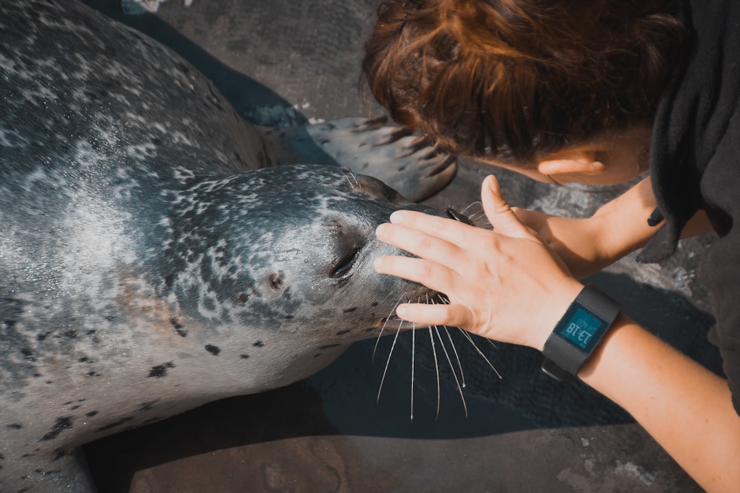 When Seals Mistake Humans for Companions (Image Credits: Unsplash)
