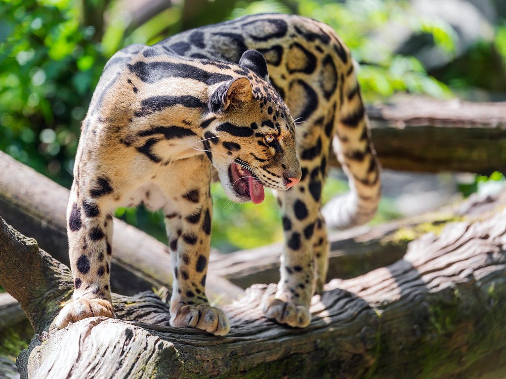 Illegal Poaching Haunts Them Relentlessly (Image Credits: Flickr)