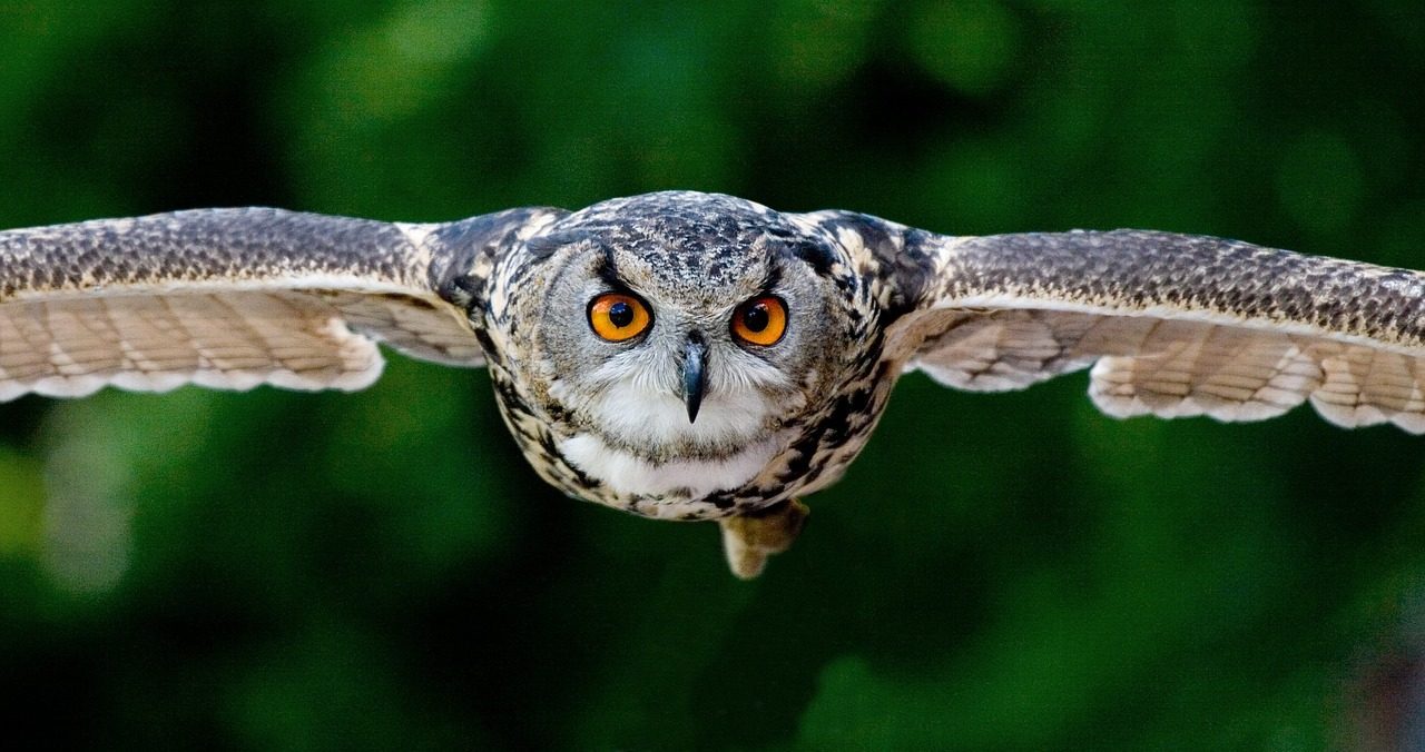 Pisces: The Short-Eared Owl (Image Credits: Pixabay)