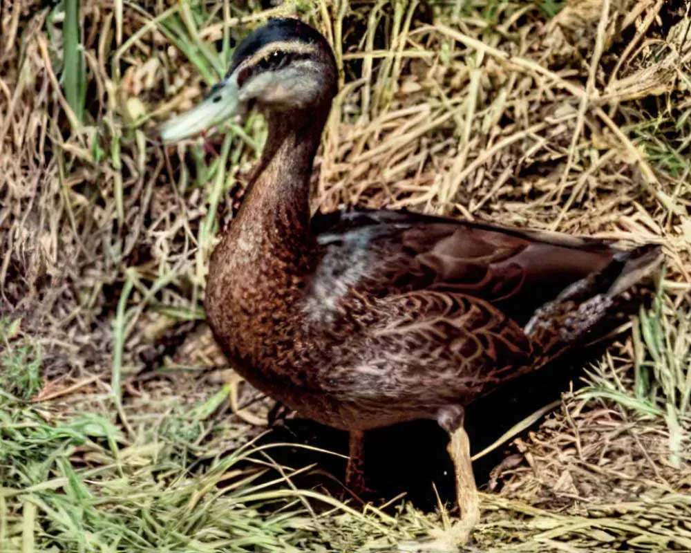 Males Displayed Two Distinct Color Morphs in Their Plumage (Image Credits: Wikimedia)