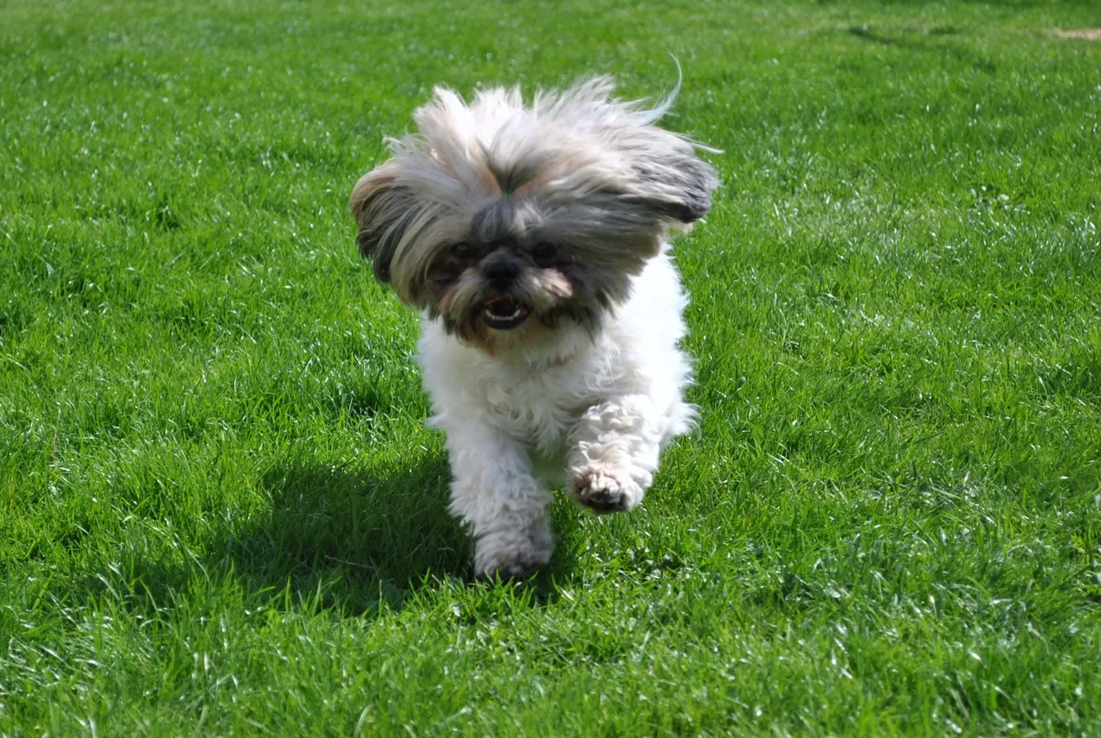 Shih Tzu: The Charming Rebel (Image Credits: Wikimedia)
