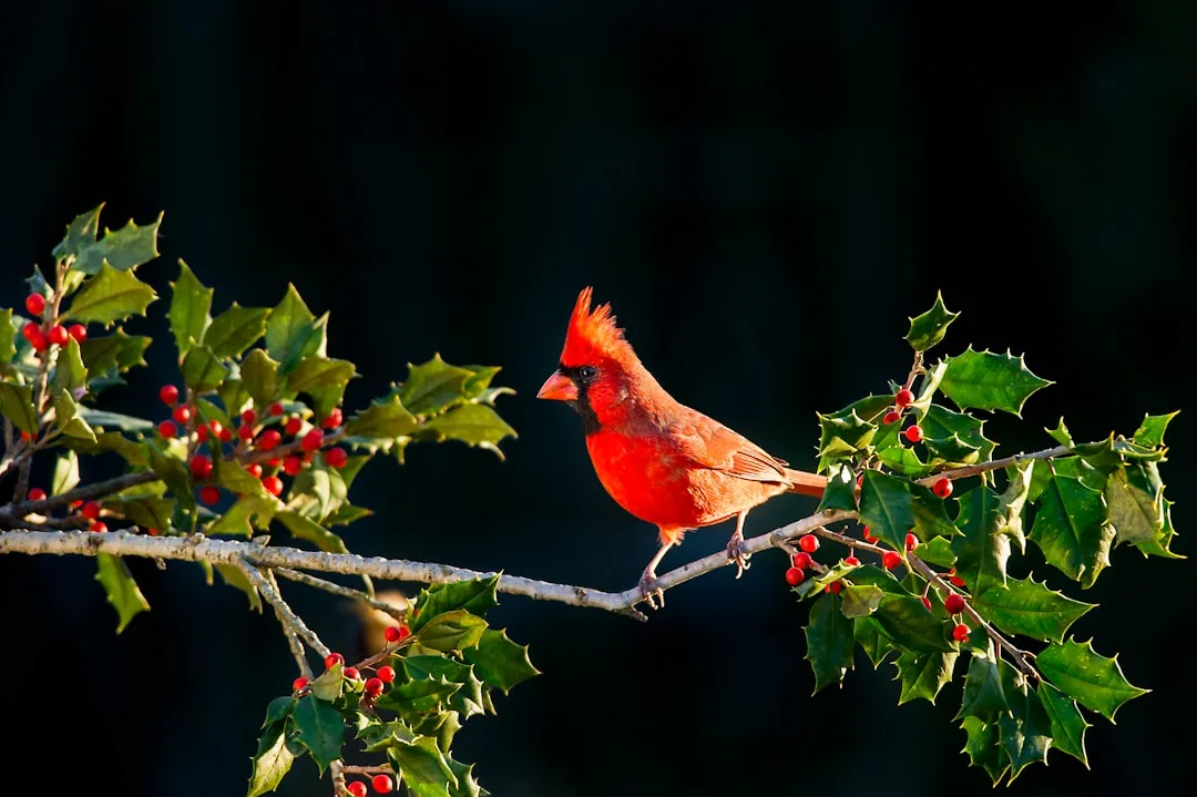 #18: Switch to Native Shrubs That Actually Feed Birds (Image Credits: Unsplash)