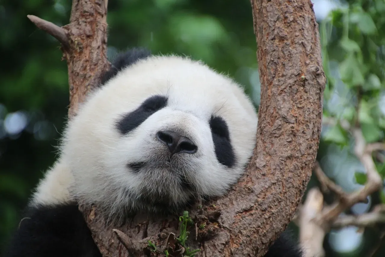 #4: The Giant Panda - From the Edge of Extinction to a Conservation Model (Image Credits: Pixabay)