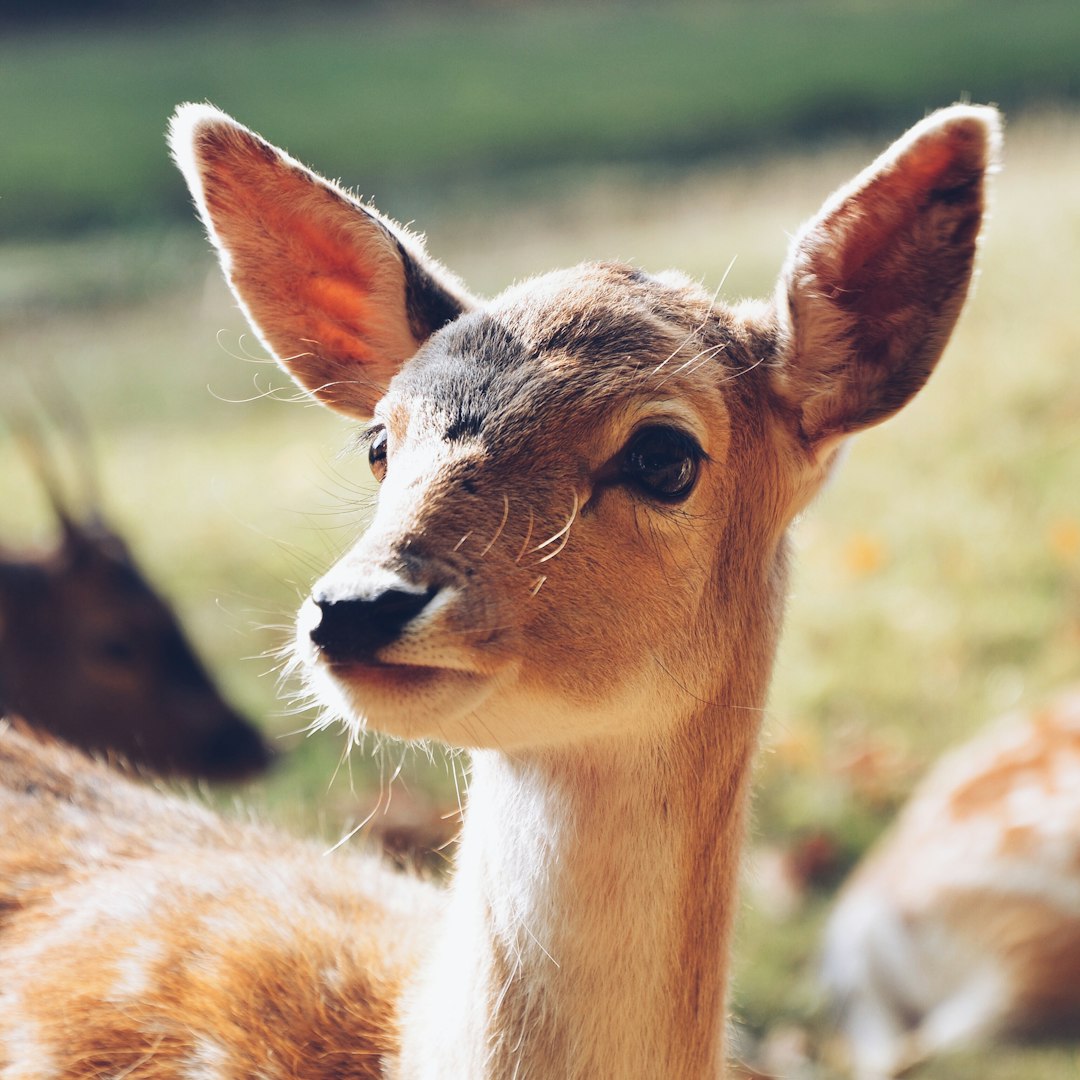 Deer - The Gentle Guides to Spiritual Realms (Image Credits: Unsplash)