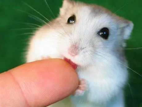 1. Hamsters: The Original Pocket Pet (Yukari*, Flickr, CC BY-SA 2.0)