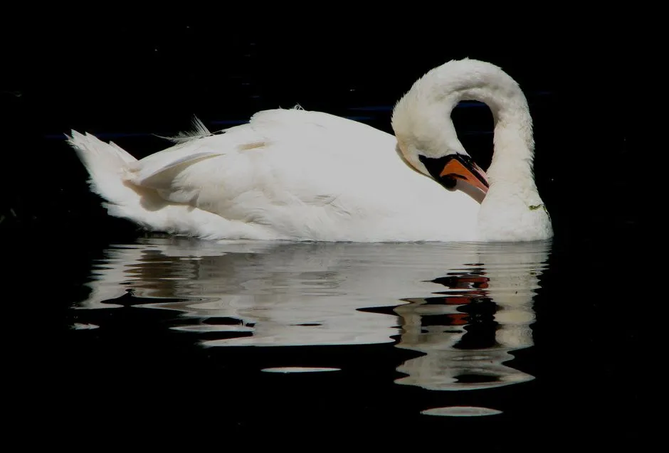 7. Libra: The Harmonious Swan (Image Credits: Pexels)