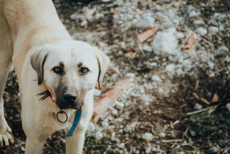 #11 They Show Gentle Guarding or Protective Behaviors Around You (Image Credits: Pexels)