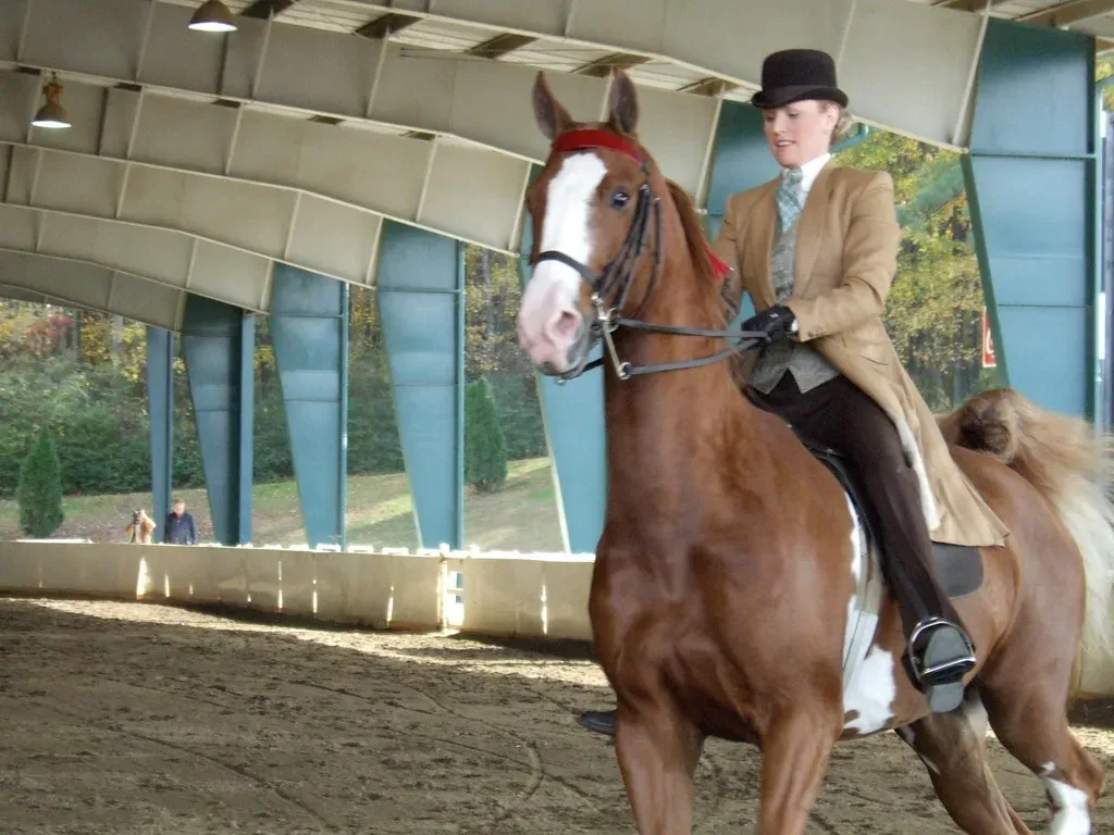 #12 – Saddlebred (Sagrasa, Flickr, CC BY 2.0)