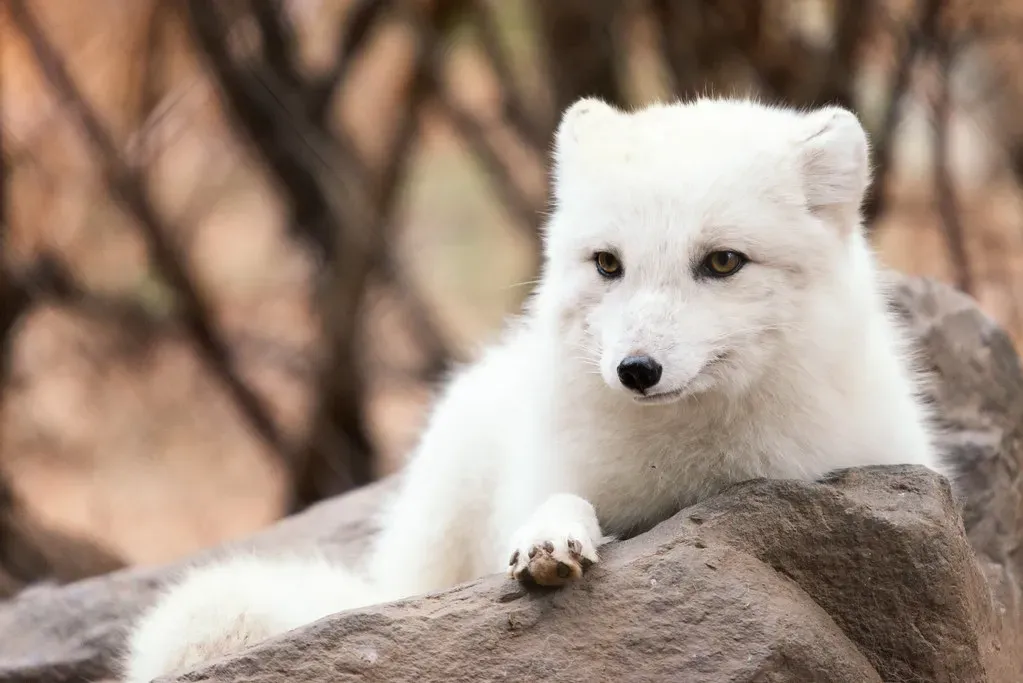 Arctic Foxes: Surviving the Frozen North (Image Credits: Flickr)