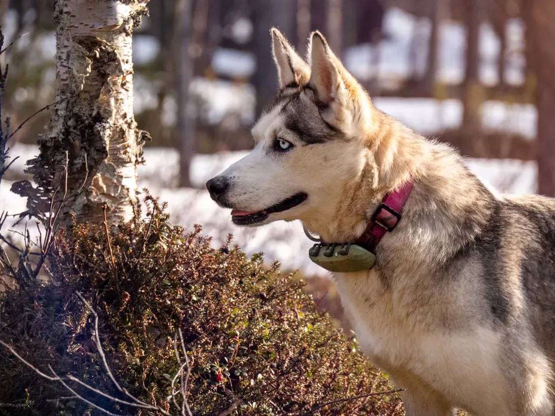 Sagittarius Thrives With the Siberian Husky (Image Credits: Unsplash)