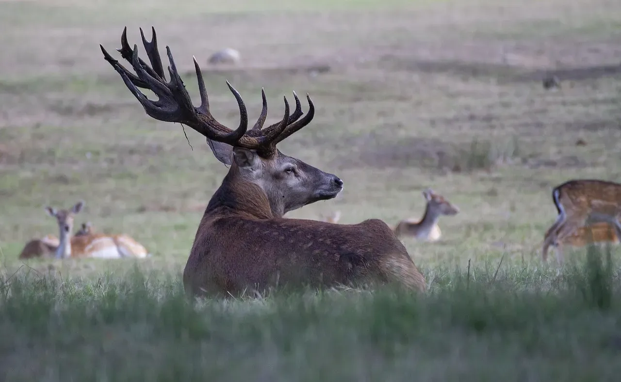 The Elk and Deer: Lessons in Relationships and Grace (Image Credits: Pixabay)