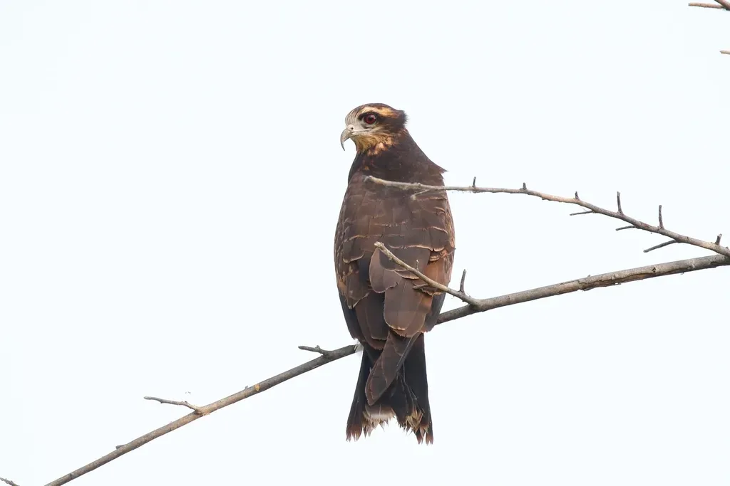 Snail Kite in Everglades National Park (Image Credits: Rawpixel)