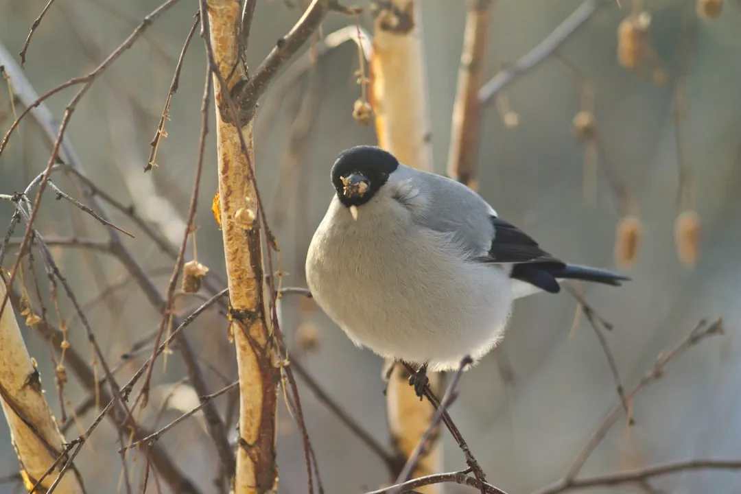2. Taurus: The Steadfast Bullfinch (Image Credits: Unsplash)