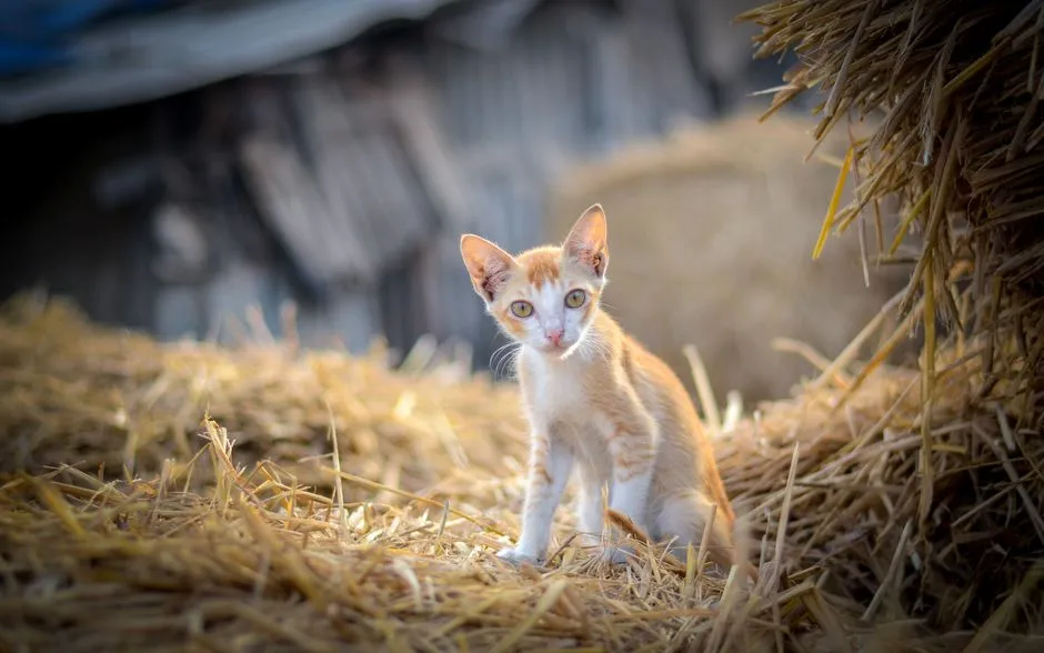 #11 - Old Barn Cats Who've Finally Decided People Are Okay (Image Credits: Pexels)