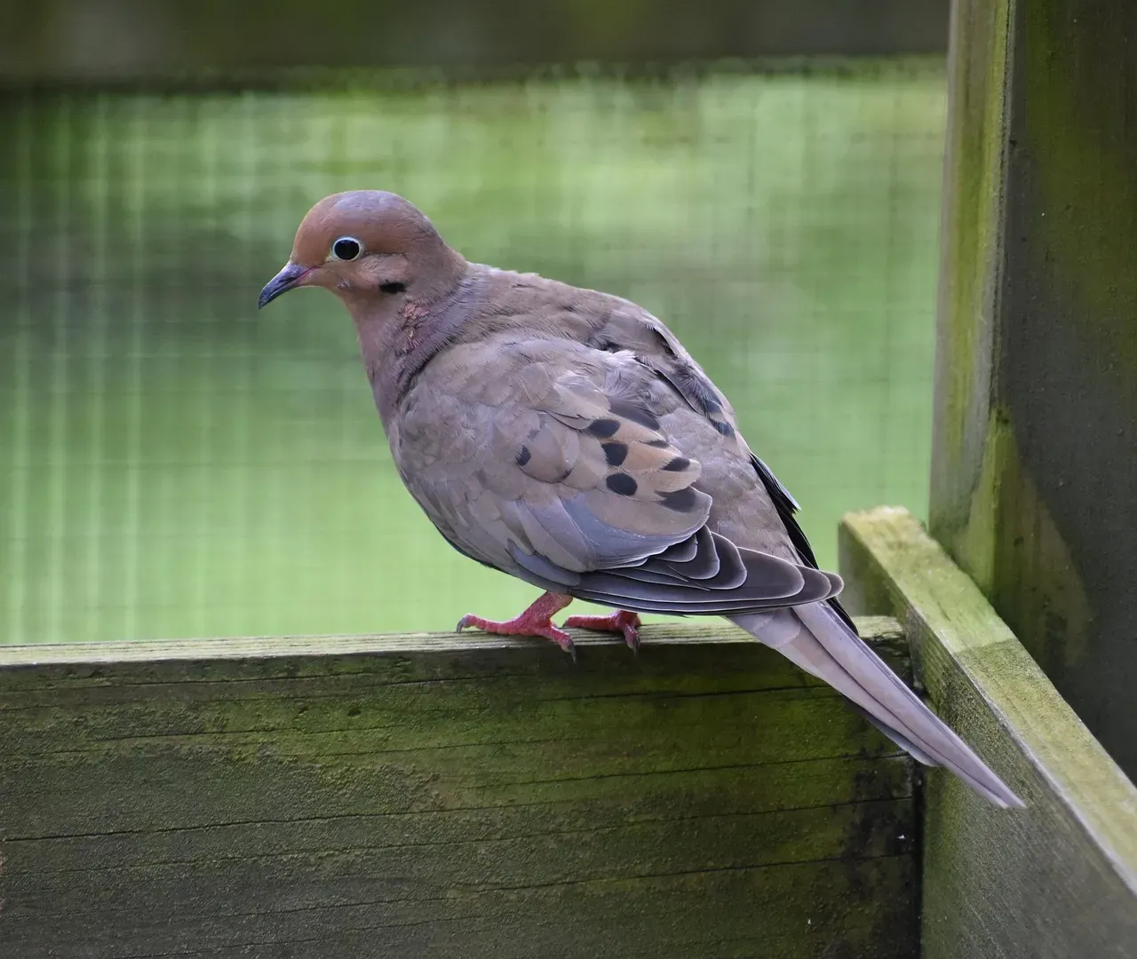 Mourning Dove: The Gentle Ground Feeder (Image Credits: Pixabay)
