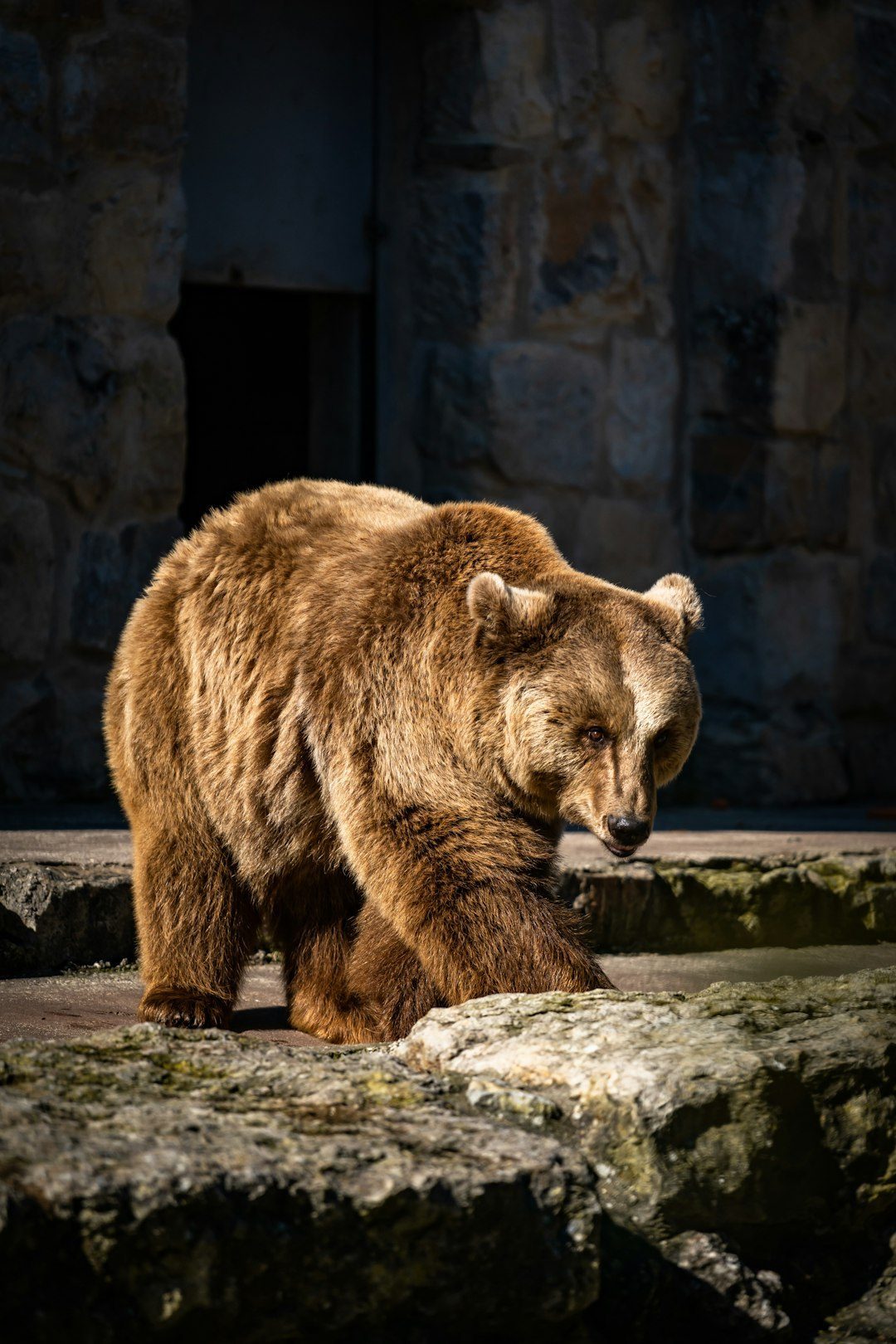 The Bear: Powerful Guardian and Healer (Image Credits: Unsplash)
