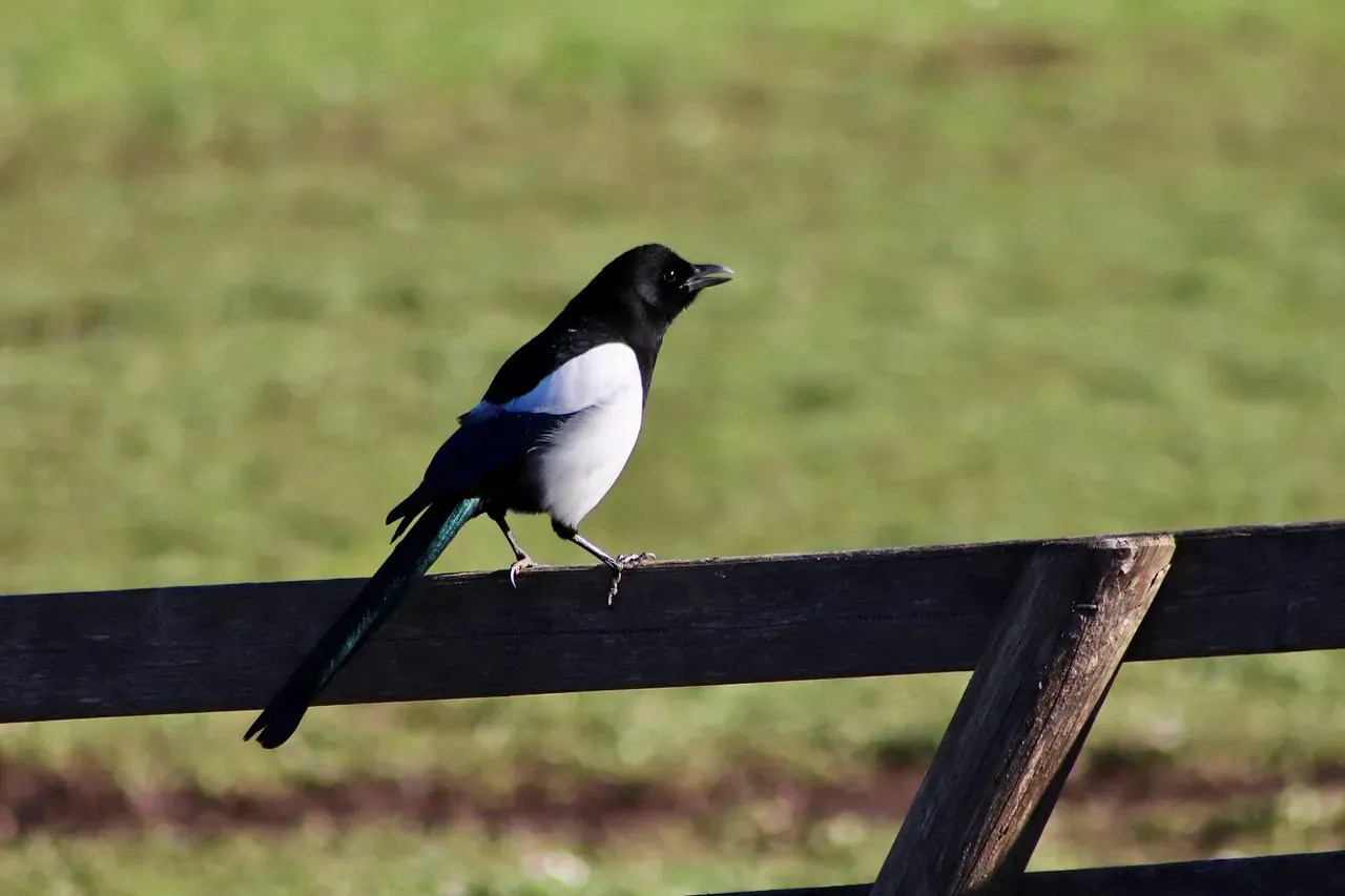 Eurasian Magpies: Rewriting the Rules of the Brain (Image Credits: Pixabay)