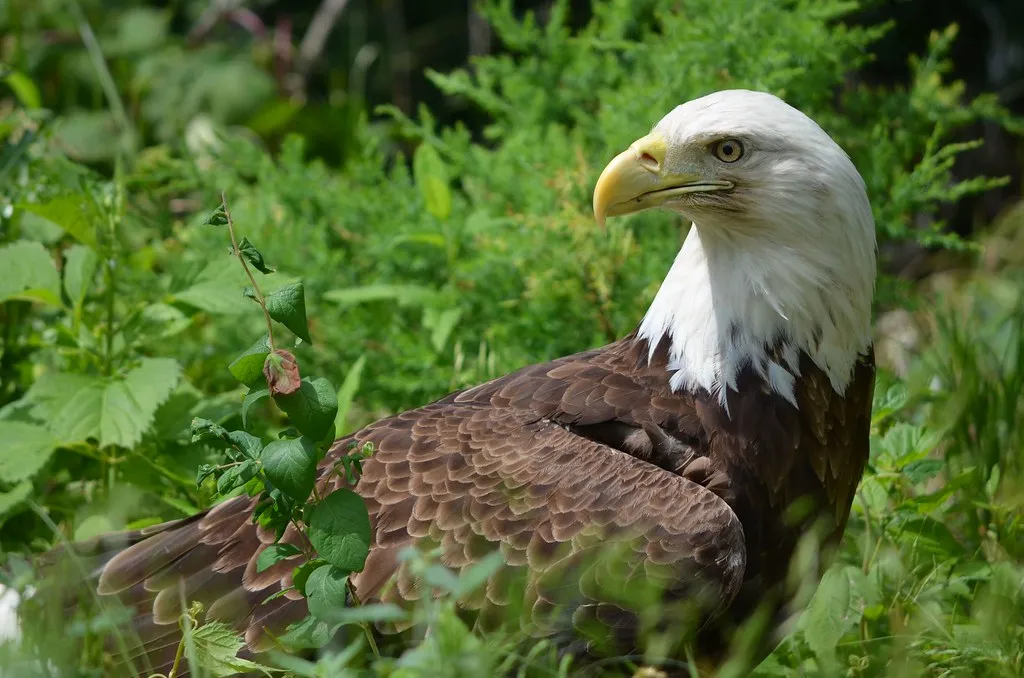 Seeing the Eagle Differently: What This Tradition Asks of Us (Shanna Mae, Flickr, CC BY-SA 2.0)