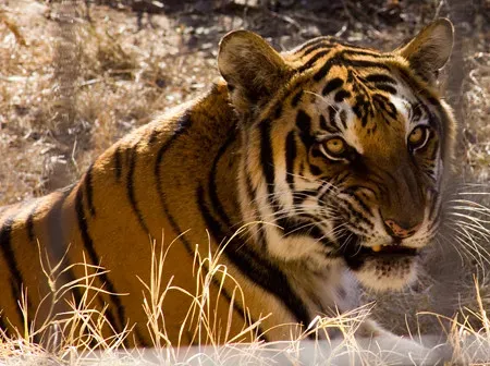 Forever Wild Exotic Animal Sanctuary, Texas (Image Credits: Flickr)
