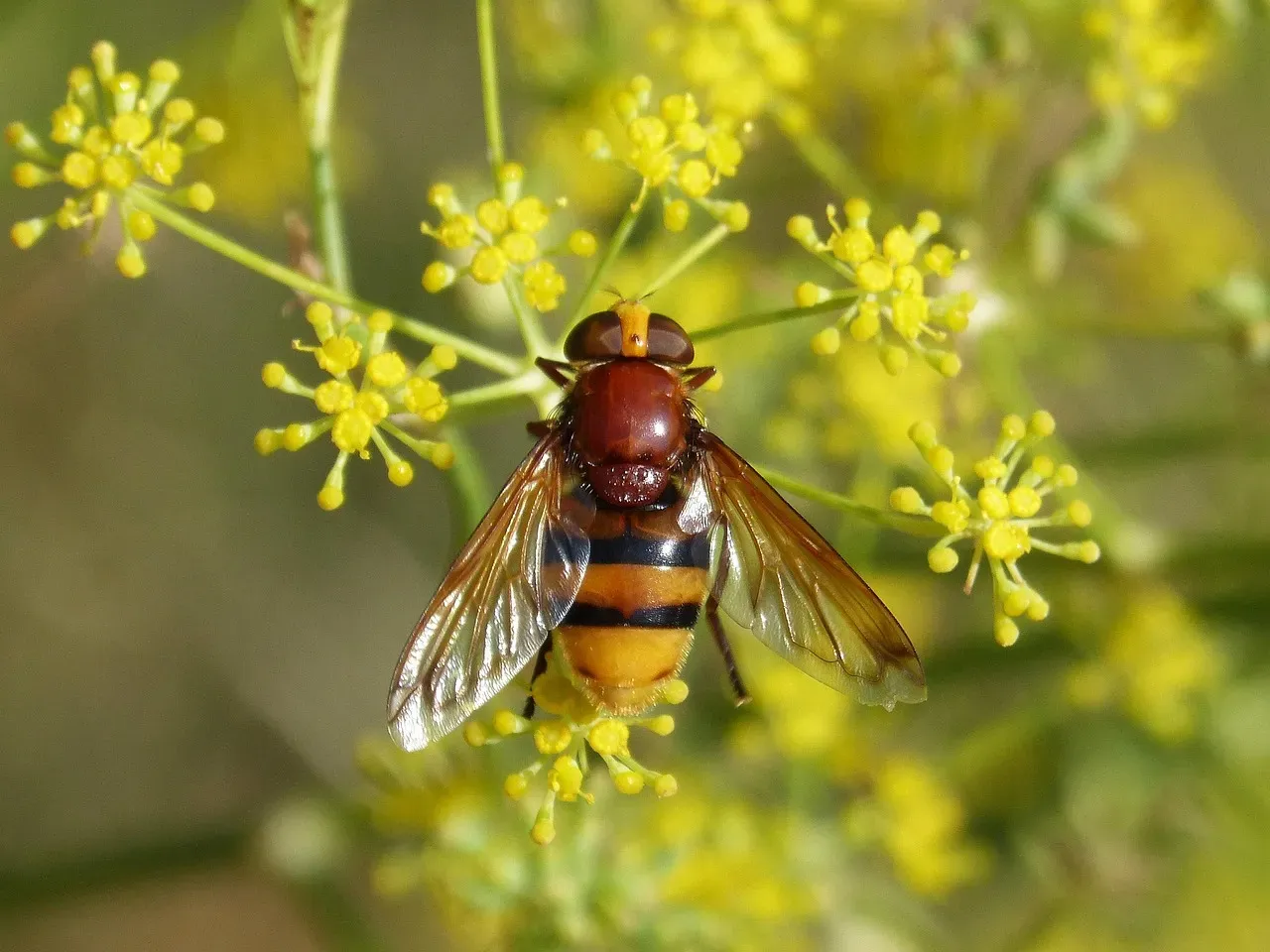 Fennel: The Tall, Umbrella-Shaped Bee Beacon (Image Credits: Pixabay)