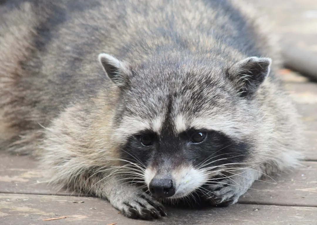 2. Raccoons: Adorable Trash Bandits With a Brutal “Last Stand” (Image Credits: Unsplash)
