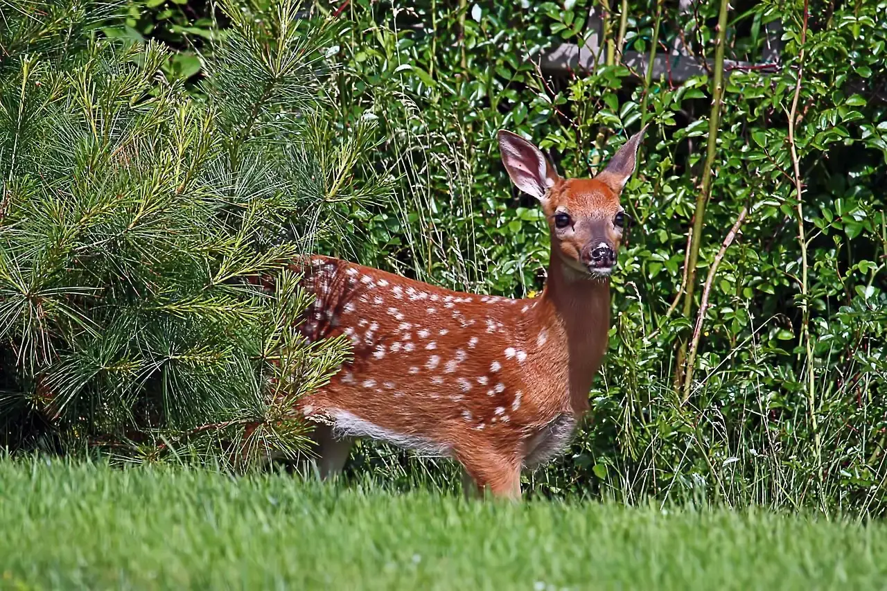 Libra (September 23 &ndash; October 22): The White-Tailed Deer (Image Credits: Pixabay)
