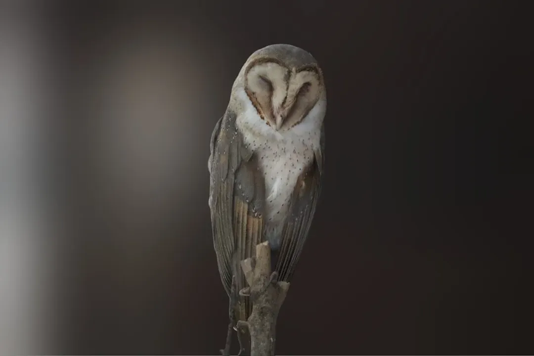 Not All Owls Are Strictly Nocturnal (Image Credits: Unsplash)