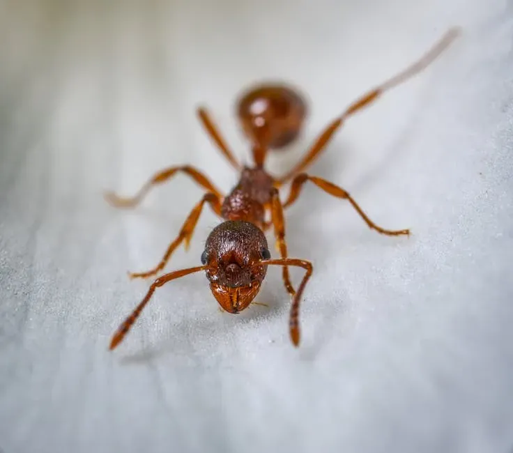 #7: The Fire Ant (Image Credits: Pexels)