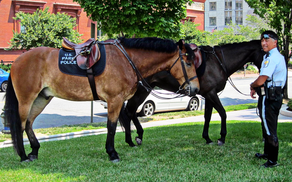 Caspian Horse: Ancient Persia's Royal Mount (Image Credits: Flickr)