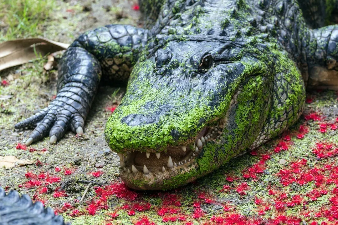 5. The American Alligator: A Recovery So Complete It Became a Model (Image Credits: Unsplash)