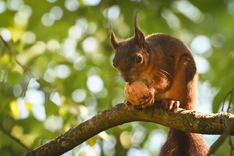 1. Walnuts (Image Credits: Pexels)