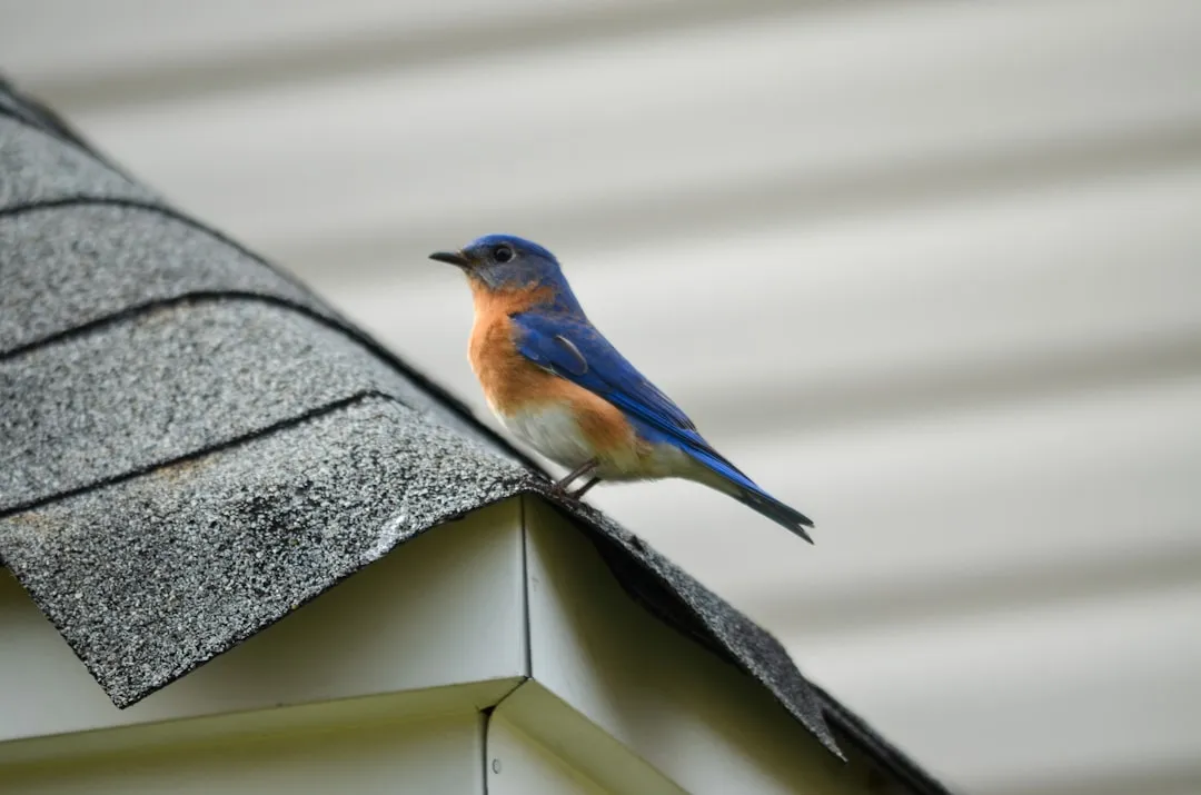 Conclusion: Turning Your Yard Into a True Bluebird Haven (Image Credits: Unsplash)