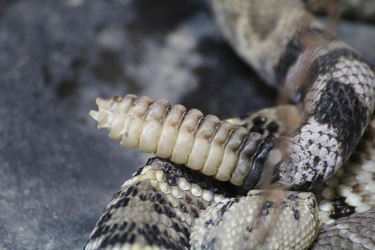 The Unmistakable Rattle (Image Credits: Pixabay)