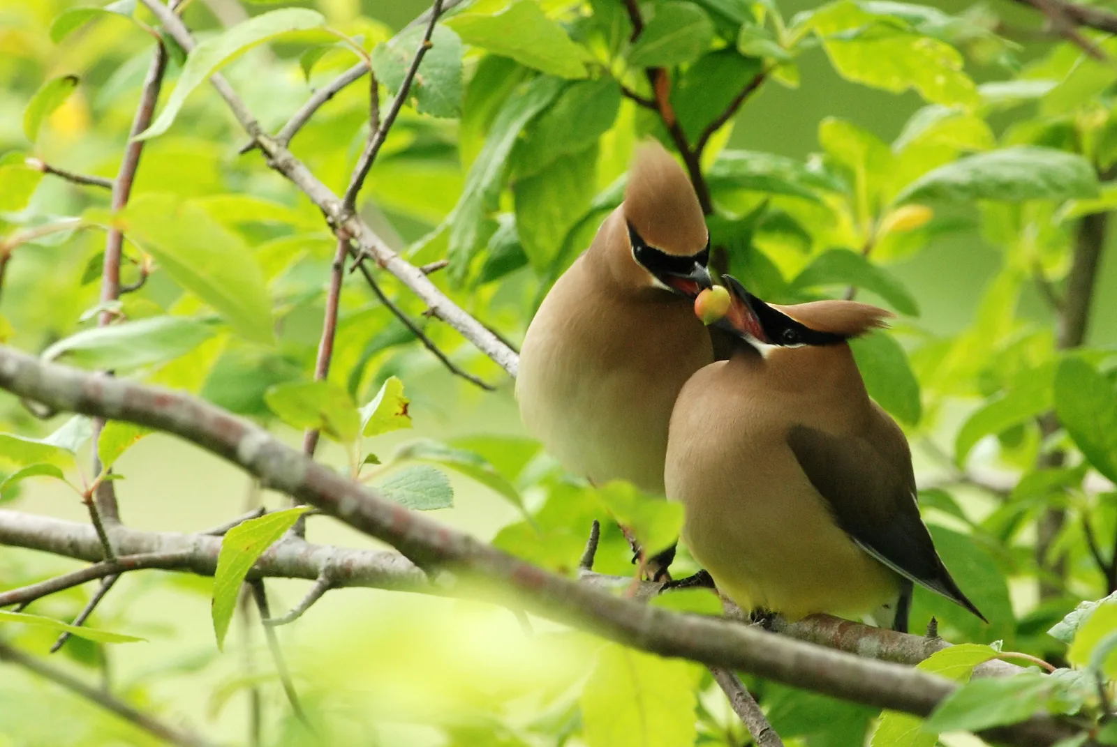 4. Showing Off Coordination and Health During Courtship (Courtship, CC BY-SA 2.0)