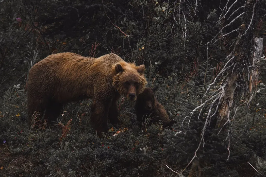 What's Behind Alaska's Intensive Management Law? (Image Credits: Unsplash)